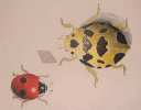Bug drawn.gif (89421 bytes)